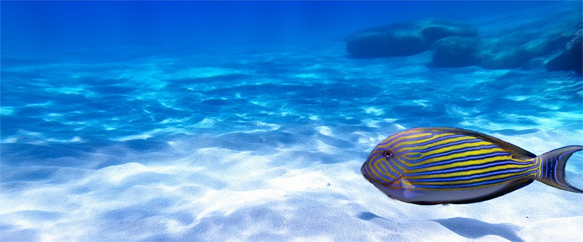 Pesci e invertebrati marini