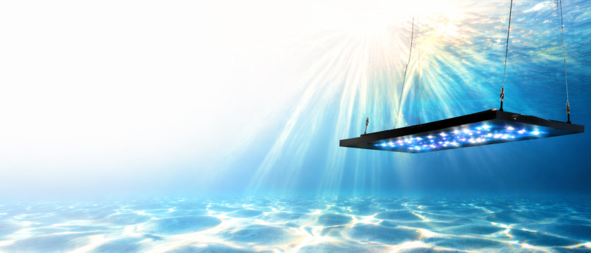 Illumina la natura del tuo acquario