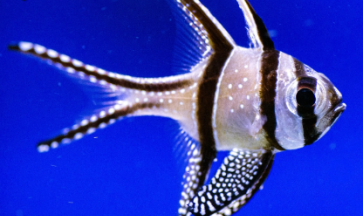 l Pterapogon Kauderni