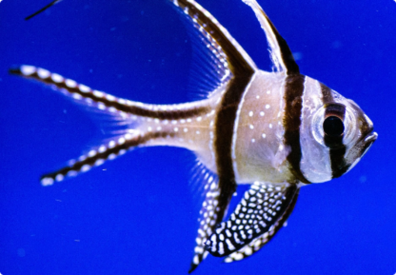 l Pterapogon Kauderni