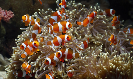 Come introdurre nuovi pesci nel proprio acquario?