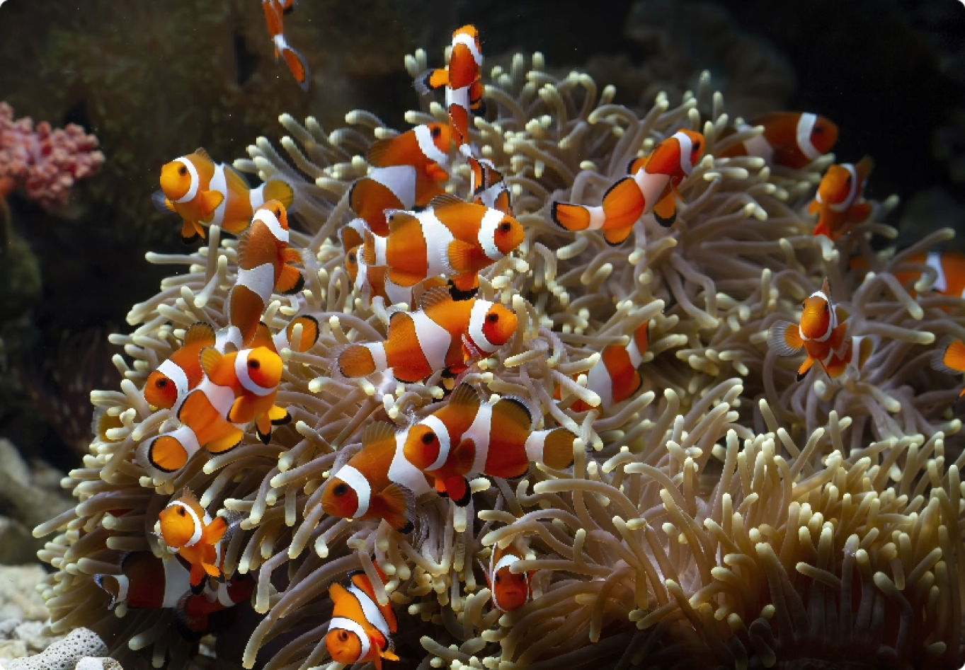 Come introdurre nuovi pesci nel proprio acquario?