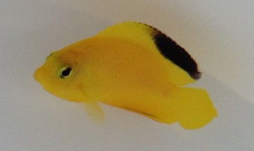 Centropyge woodheadi: il raro angelo nano giallo che illumina il reef