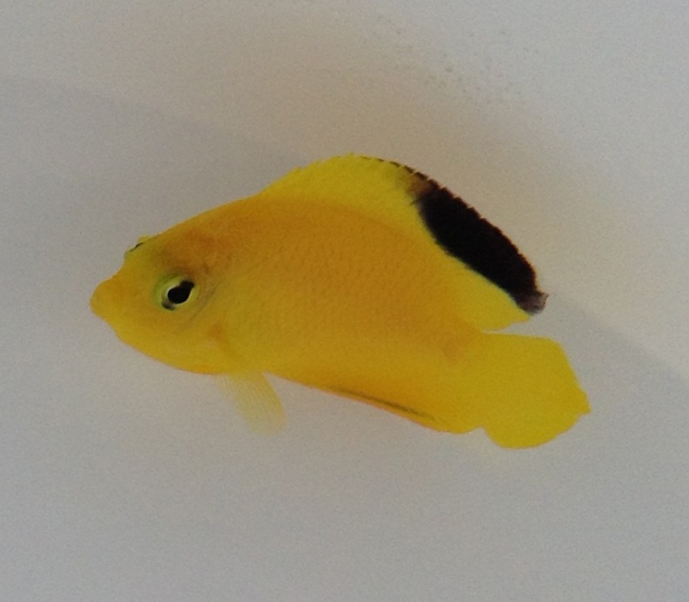 Centropyge woodheadi: il raro angelo nano giallo che illumina il reef