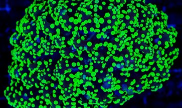 Guida all’allevamento delle Euphyllie (Torch, Hammer, Frogspawn)