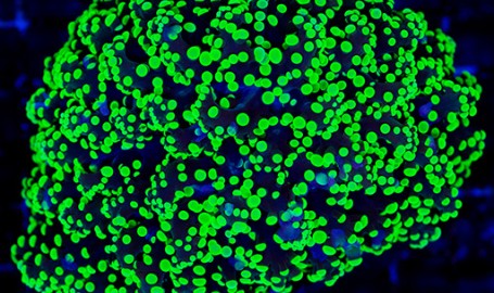 Guida all’allevamento delle Euphyllie (Torch, Hammer, Frogspawn)