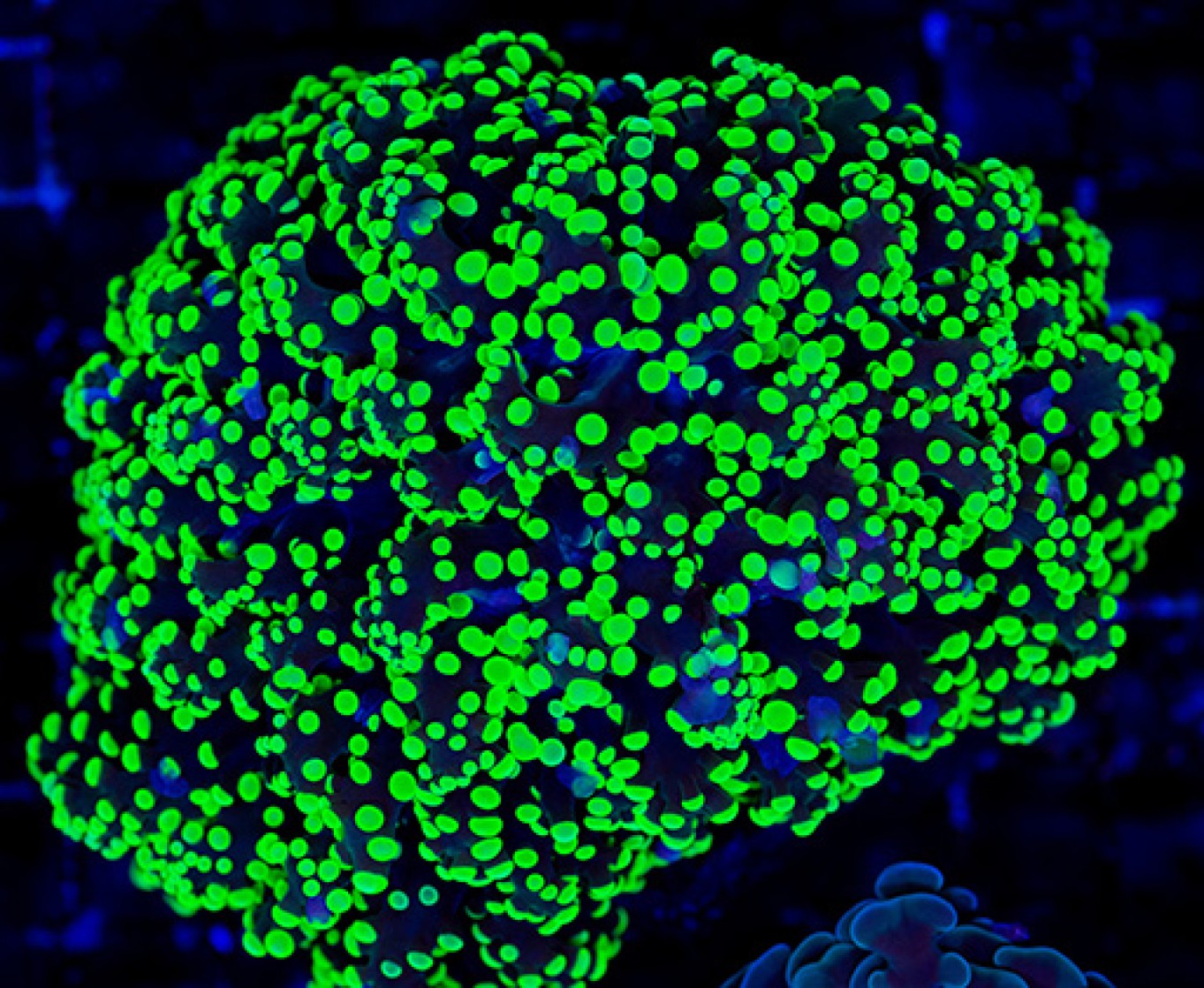 Guida all’allevamento delle Euphyllie (Torch, Hammer, Frogspawn)