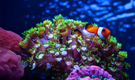  PAR in acquario: la luce che nutre i coralli