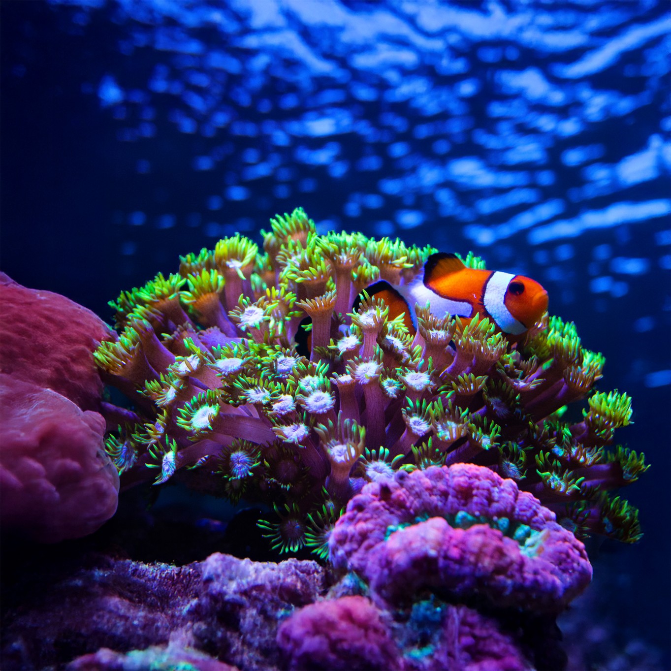  PAR in acquario: la luce che nutre i coralli