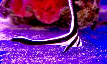 Un ospite raro: la favola dell’Equetus lanceolatus