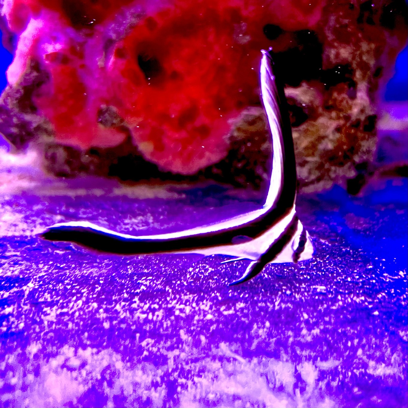 Un ospite raro: la favola dell’Equetus lanceolatus