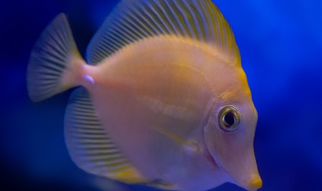 Zebrasoma flavescens: il chirurgo giallo simbolo dell’acquario marino