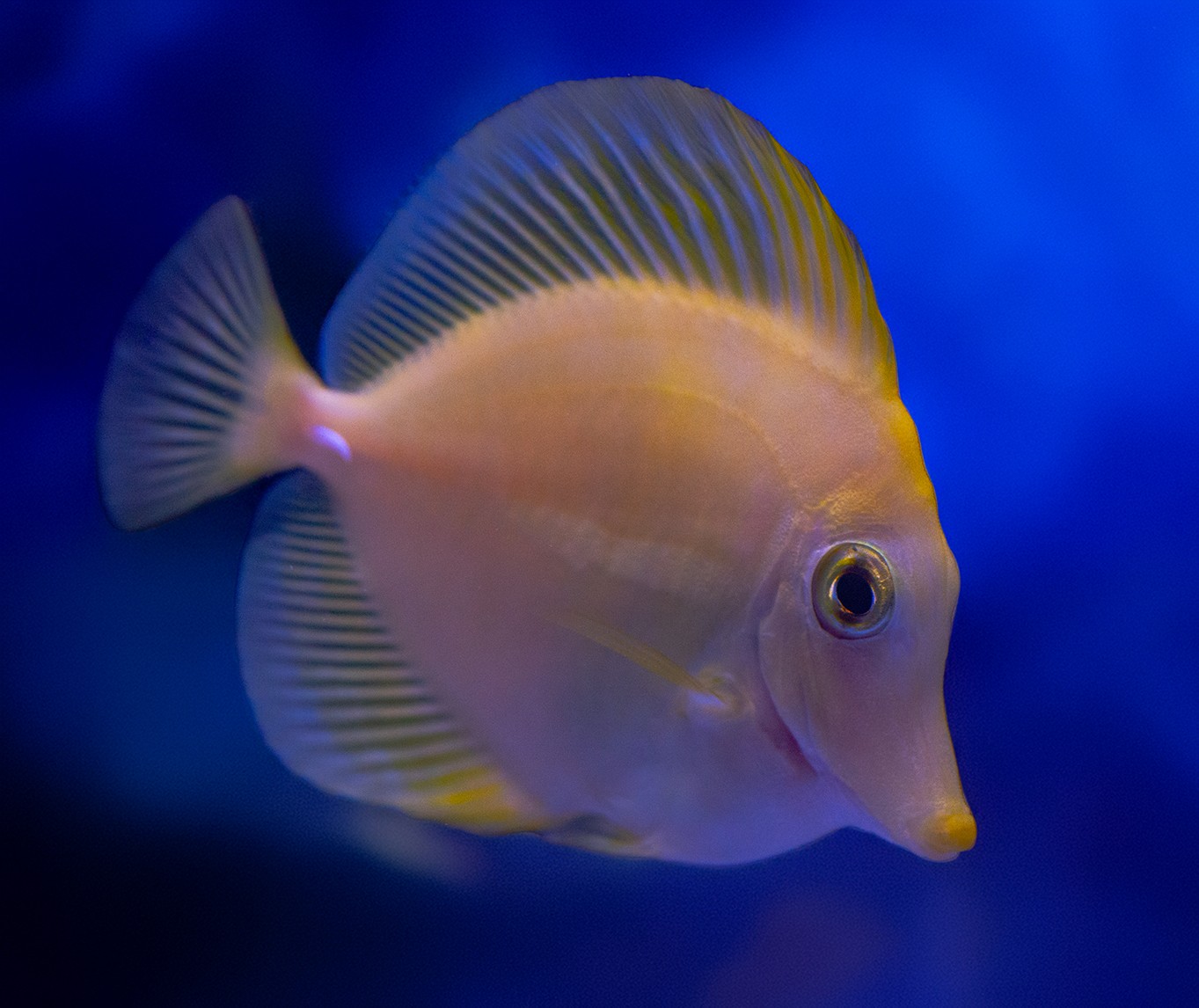 Zebrasoma flavescens: il chirurgo giallo simbolo dell’acquario marino
