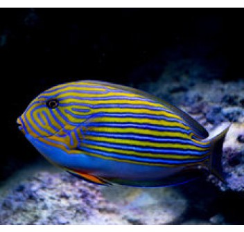 Acanthurs lineatus S