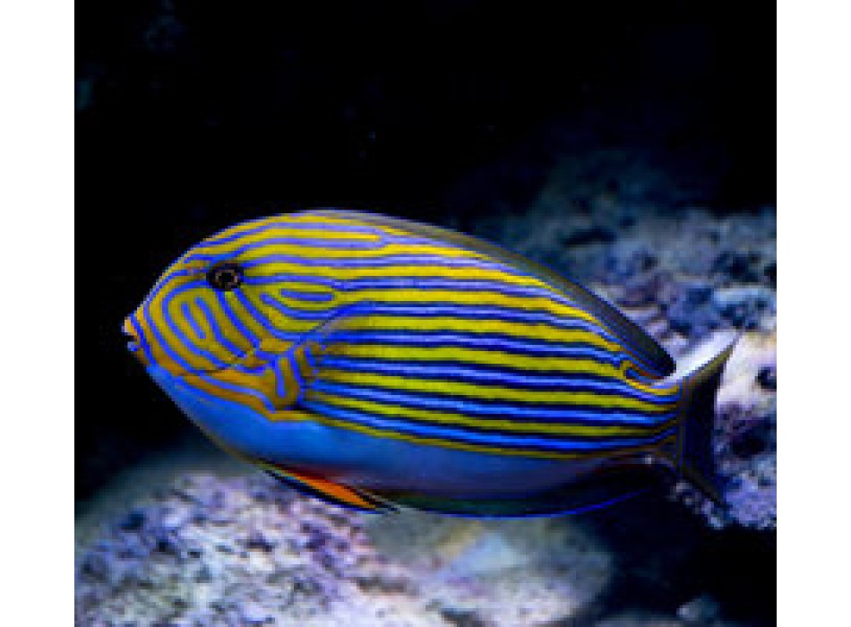 Acanthurs lineatus S