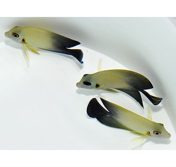 Acanthurus chronixis