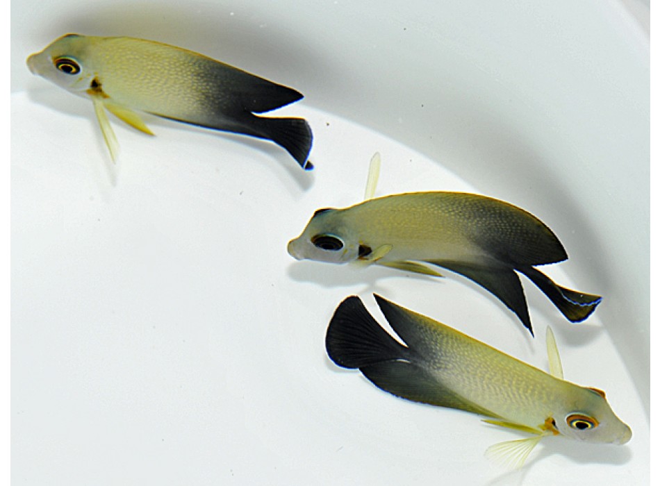 Acanthurus chronixis