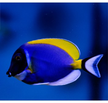 Acanthurus leucosternon