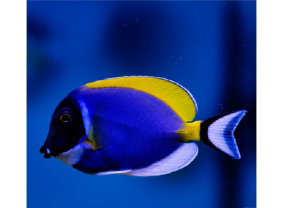 Acanthurus leucosternon