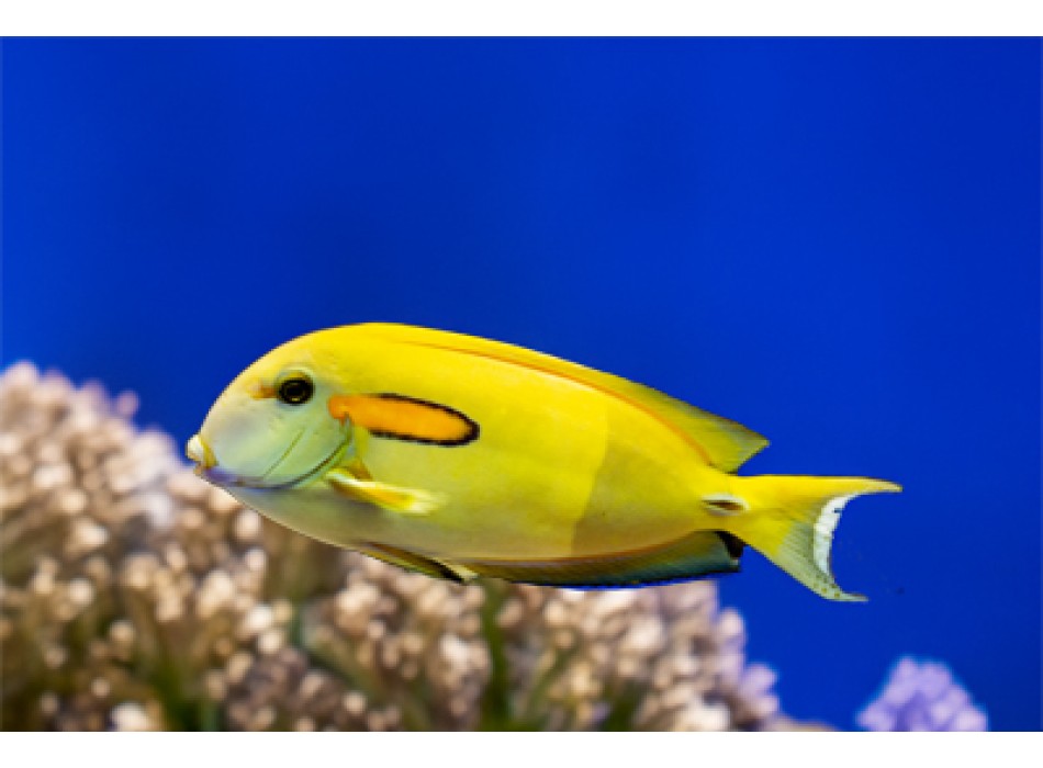 Acanthurus olivaceus adulto L/XL > 14 cm