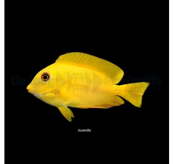 Acanthurus olivaceus S