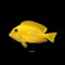 Acanthurus olivaceus M
