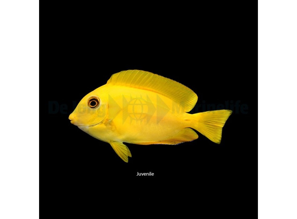 Acanthurus olivaceus S