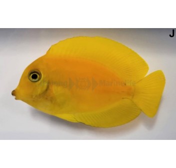 Acanthurus pyroferus (mimic  Heraldi)