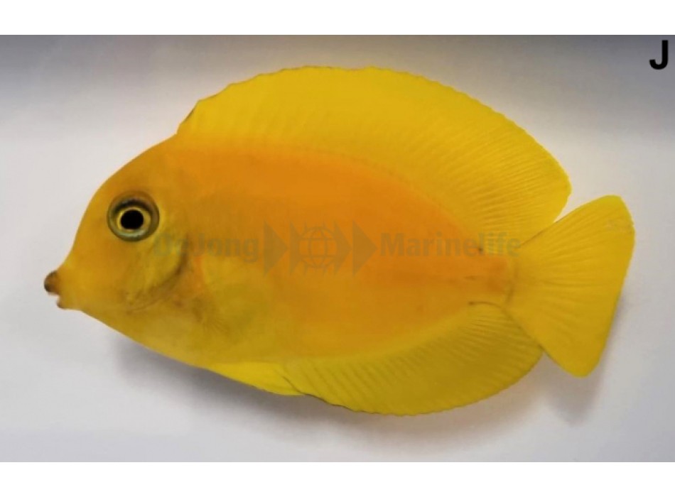 Acanthurus pyroferus (mimic  Heraldi)