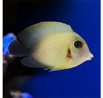 Acanthurus pyroferus Mimic Tang - Half Black