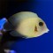 Acanthurus pyroferus Mimic Tang - Half Black