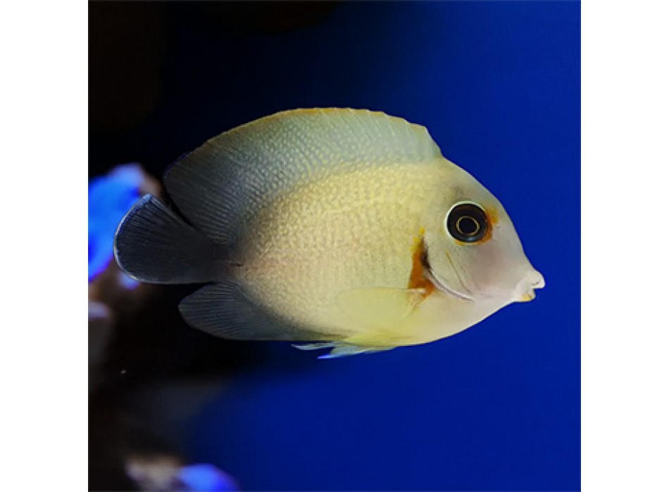 Acanthurus pyroferus Mimic Tang - Half Black