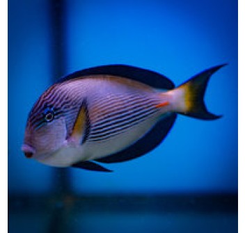 Acanthurus sohal L/XL