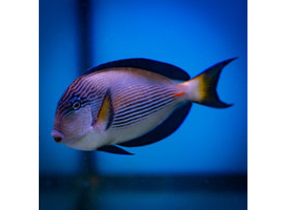 Acanthurus sohal L/XL