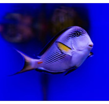 Acanthurus sohal L/XL