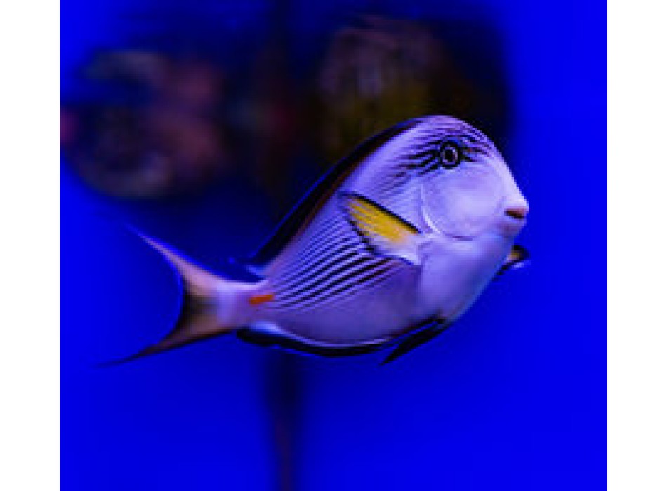 Acanthurus sohal L/XL