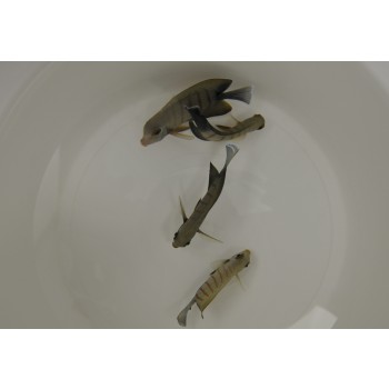  Acanthurus tristis M