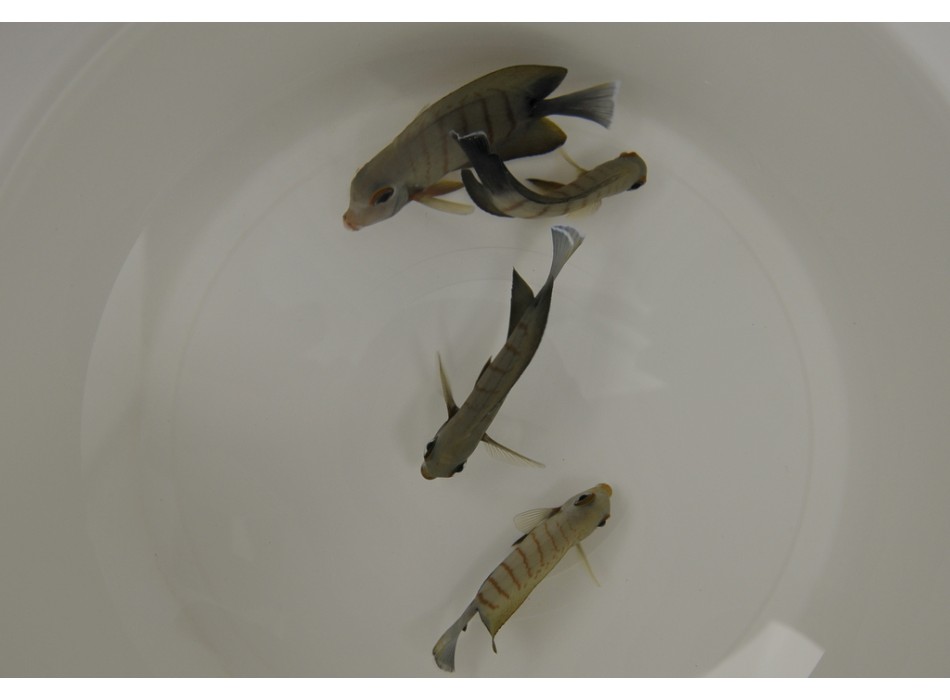  Acanthurus tristis M