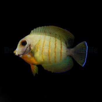  Acanthurus tristis M