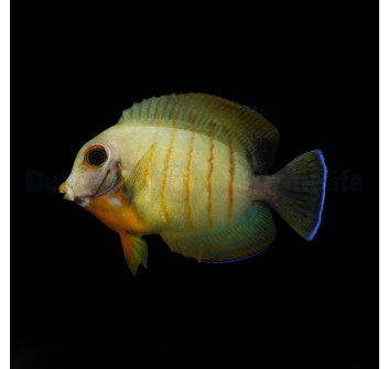  Acanthurus tristis M