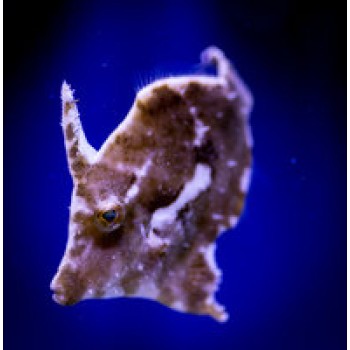 Acreichthys tomentosus - DJM Bred S SM