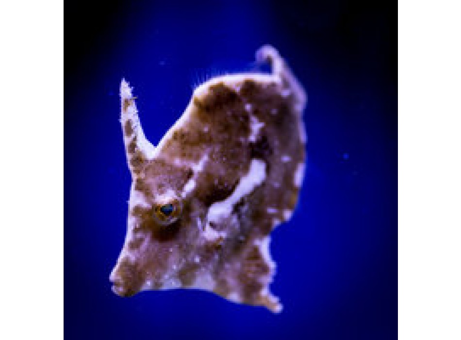 Acreichthys tomentosus - DJM Bred S SM