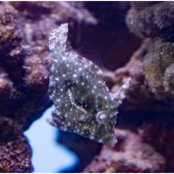 Acreichthys tomentosus - DJM Bred S SM