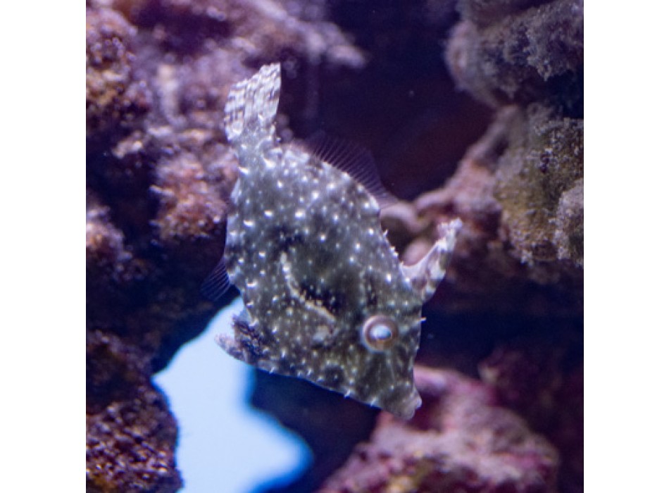 Acreichthys tomentosus - DJM Bred S SM