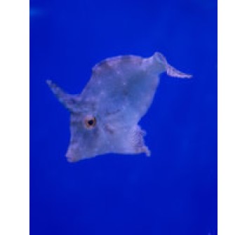 Acreichthys tomentosus - DJM Bred S SM