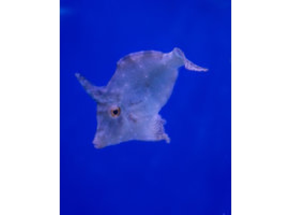 Acreichthys tomentosus - DJM Bred S SM