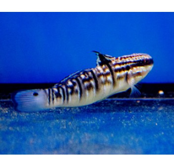 Amblygobius phalaena - T.B.