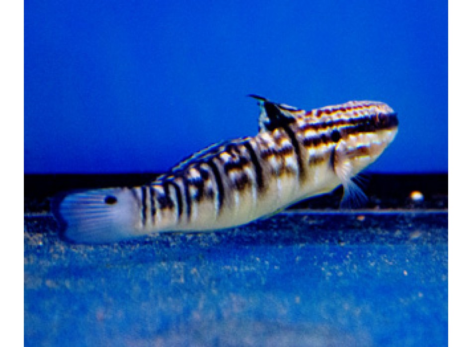 Amblygobius phalaena - T.B.
