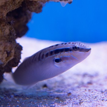 Amblygobius stethophthalmus