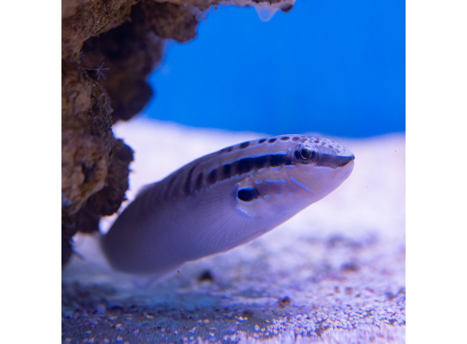 Amblygobius stethophthalmus